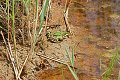 Pelophylax esculentus reptiel reptielen reptile reptiles hagedis lizard lezard kikker frog grenouille pad toad crapaud krokodil crocodile schildpad turtle tortue
